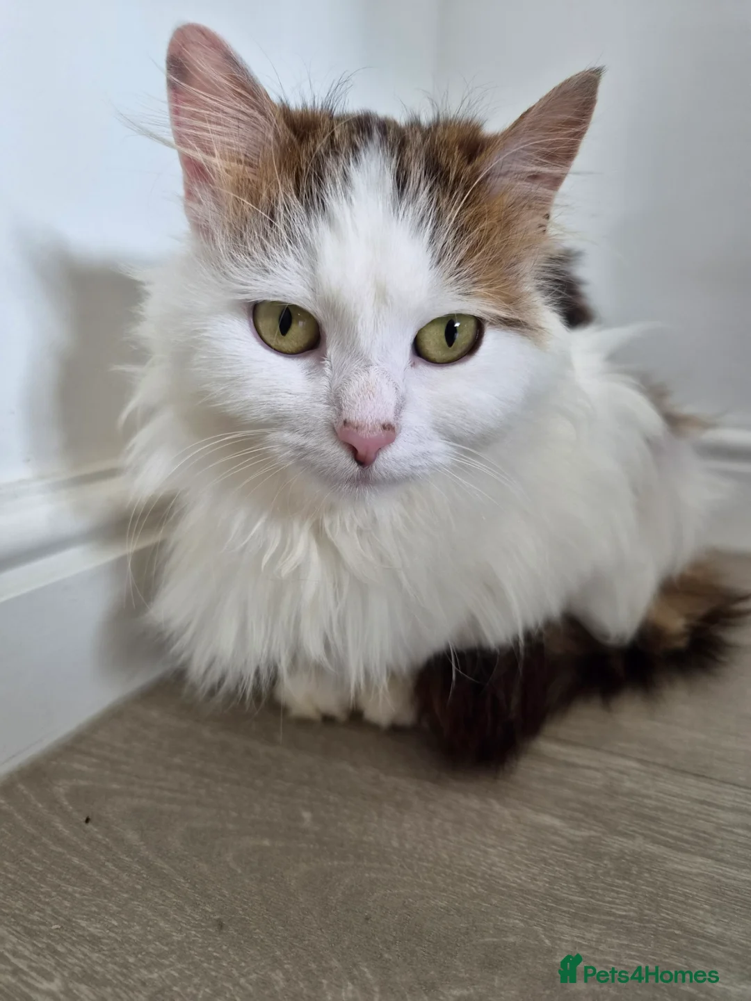 Mixed Breed cats for sale: kitten girl  - Advert 10