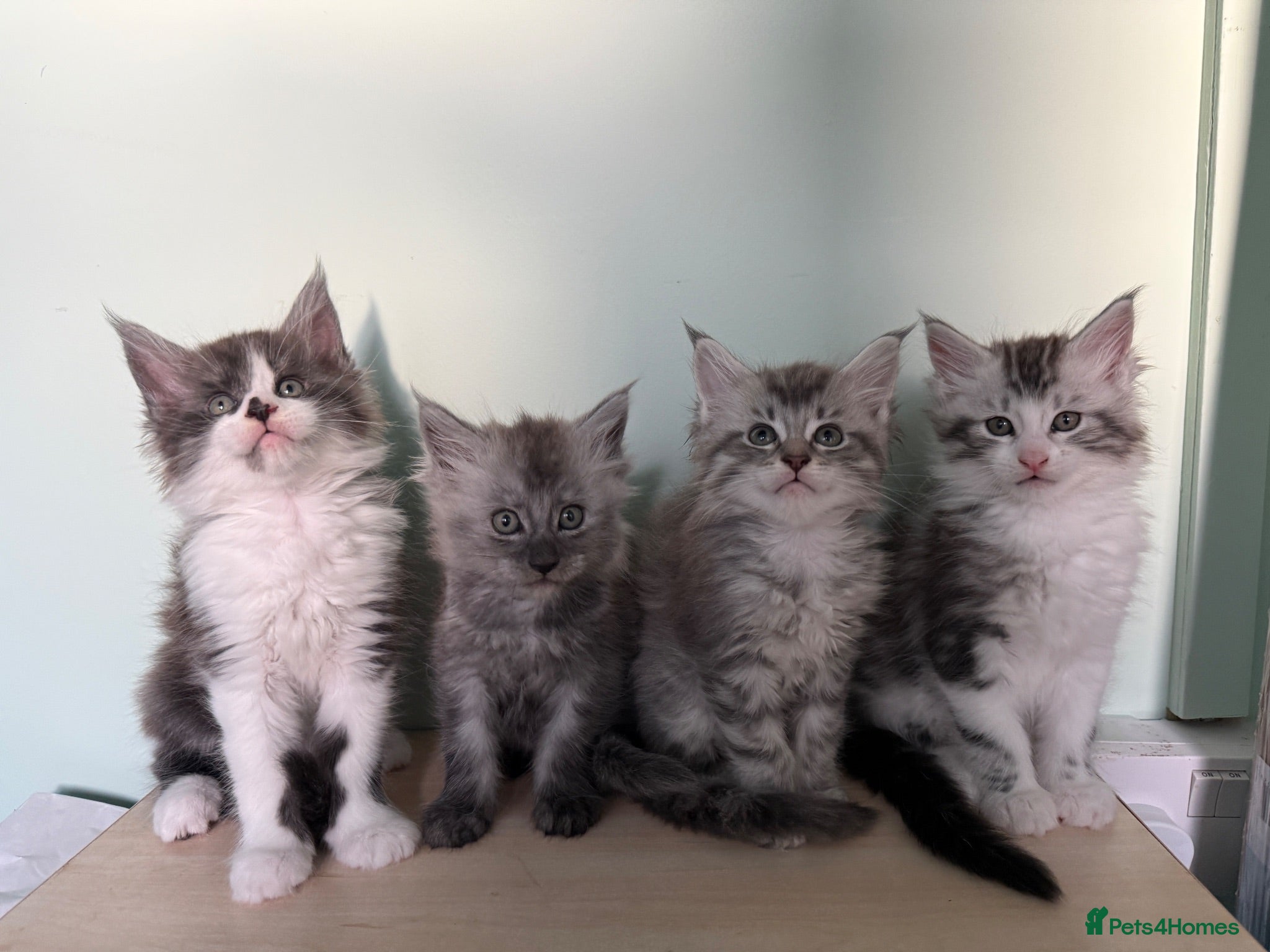 Maine Coon cats 4 MAINE COON KITTENS  - Advert 8