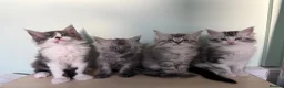 Maine Coon cats for sale: 4 MAINE COON KITTENS  - Advert 1
