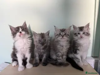 Maine Coon cats 4 MAINE COON KITTENS - Advert 1