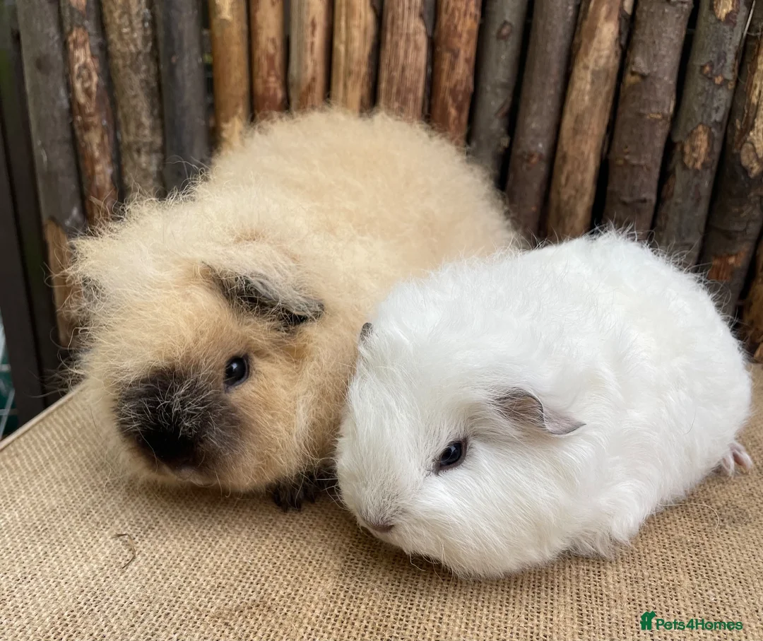 Guinea Pig rodents for sale: Swiss teddy babIes  - Advert 2