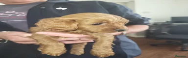 Cavapoo 3