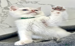 British Shorthair cats for sale: Last 2 adorable boys looking for a loving family  - Image 9
