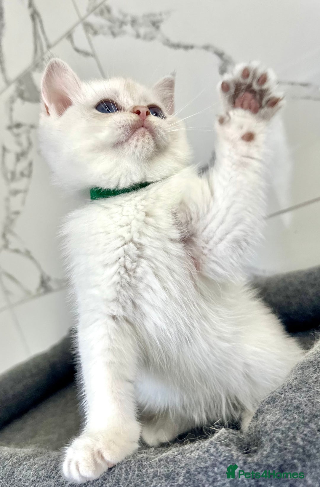 British Shorthair cats for sale: Last 2 adorable boys looking for a loving family  - Image 9