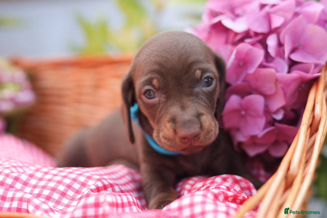 Dachshund dogs for sale: KC Miniature dachshunds puppies  - Image 14