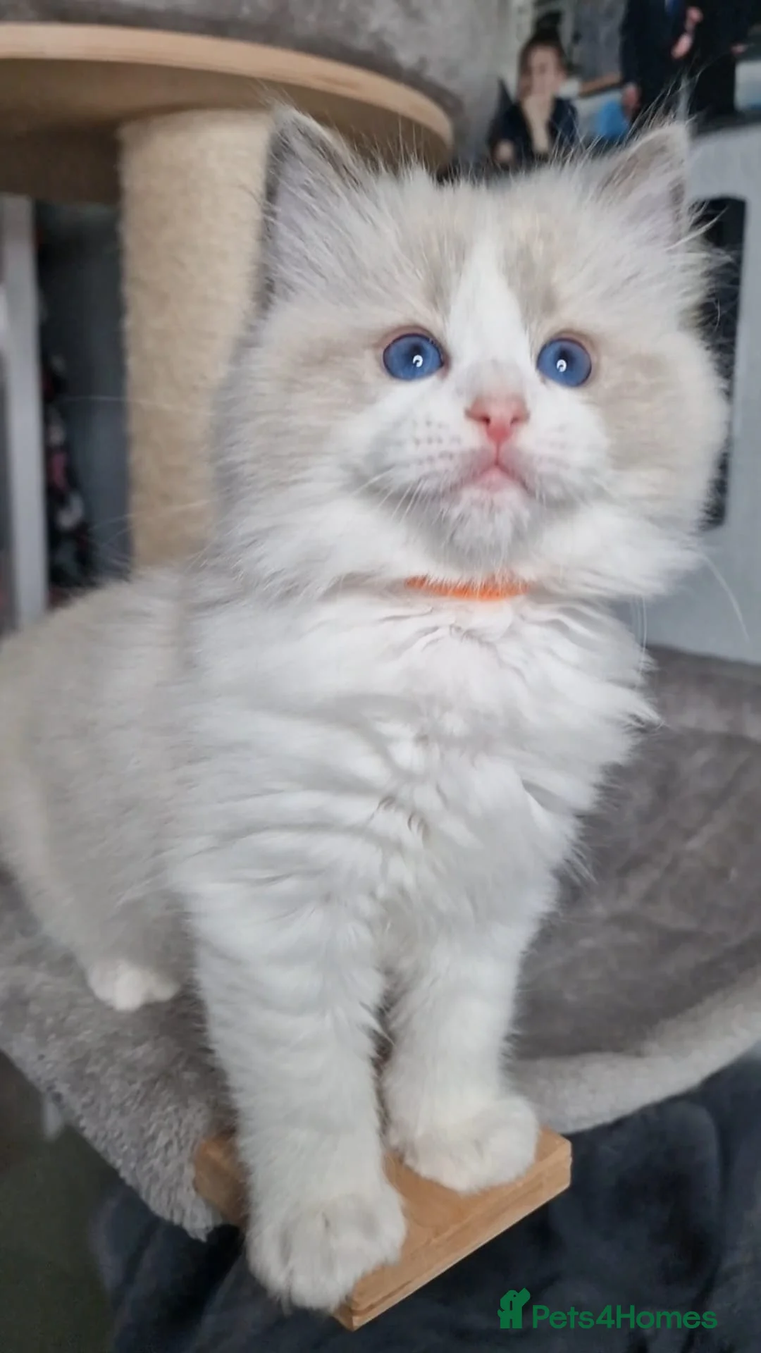 Ragdoll cats for sale: Beautiful Ragdolls  - Advert 5