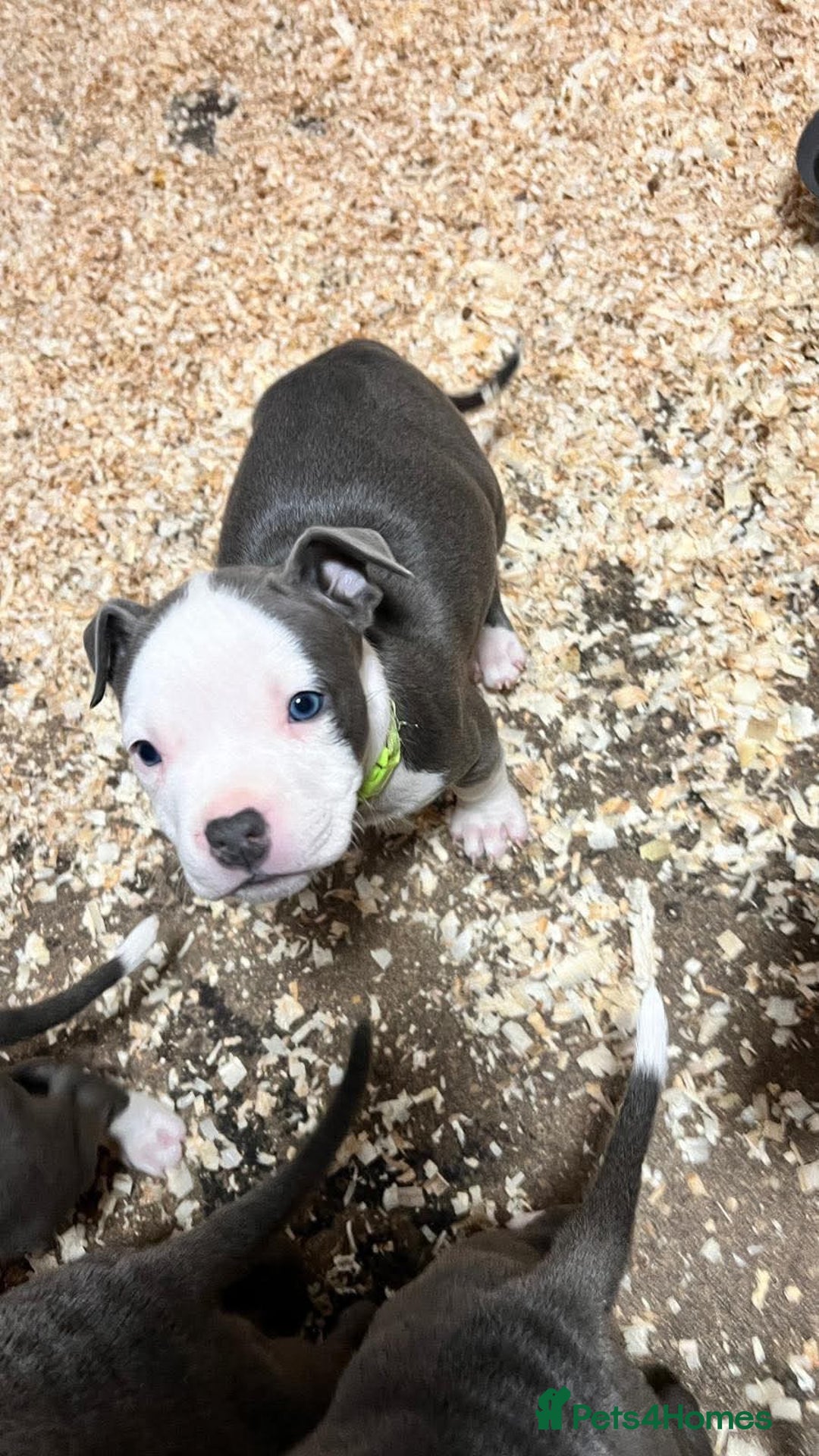 Staffordshire Bull Terrier dogs for sale: 🐶🐾Staffordshire puppies ❤️🐶 - Image 15