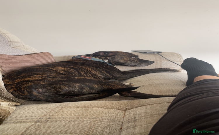 Mixed Breed dogs - Advert 1