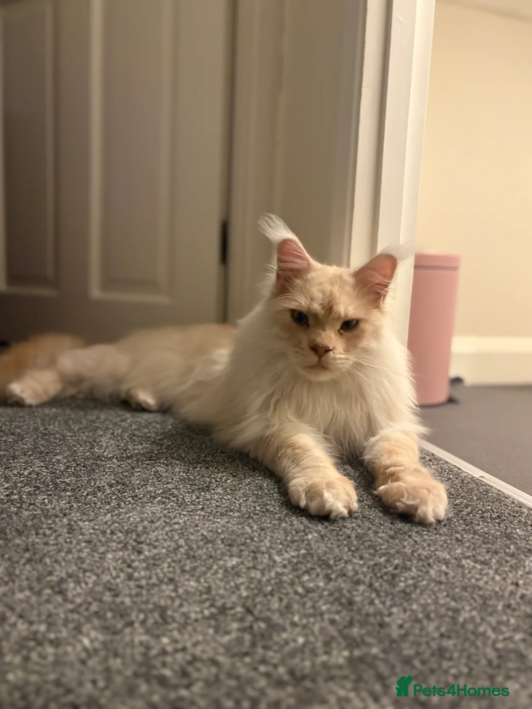 Maine Coon cats for sale: Barry - Advert 1