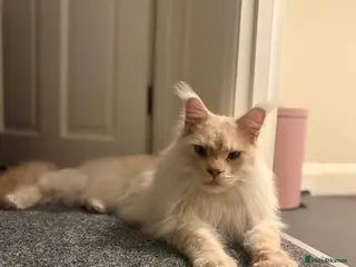 Maine Coon cats Barry - Advert 1