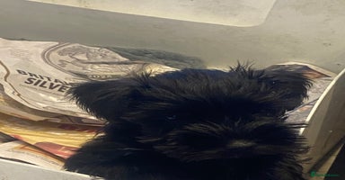 Miniature Schnauzer dogs - Advert 15