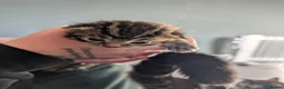 Bengal cats for sale: 2 beautiful Bengal mixed kitten girls.  - Advert 15