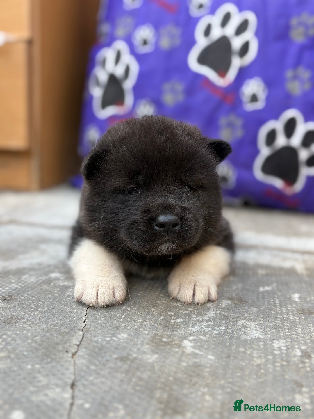 Akita dogs for sale: Beautiful KC Registered American Akita Puppies - Image 9