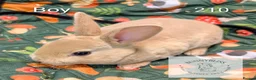 Rex rabbits for sale: Mini Rex Pedigree bunnies for reserve!  - Advert 4