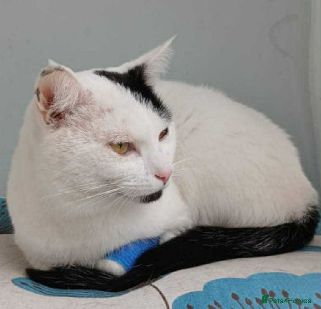 Mixed Breed cats for adoption: HARRI - Image 2