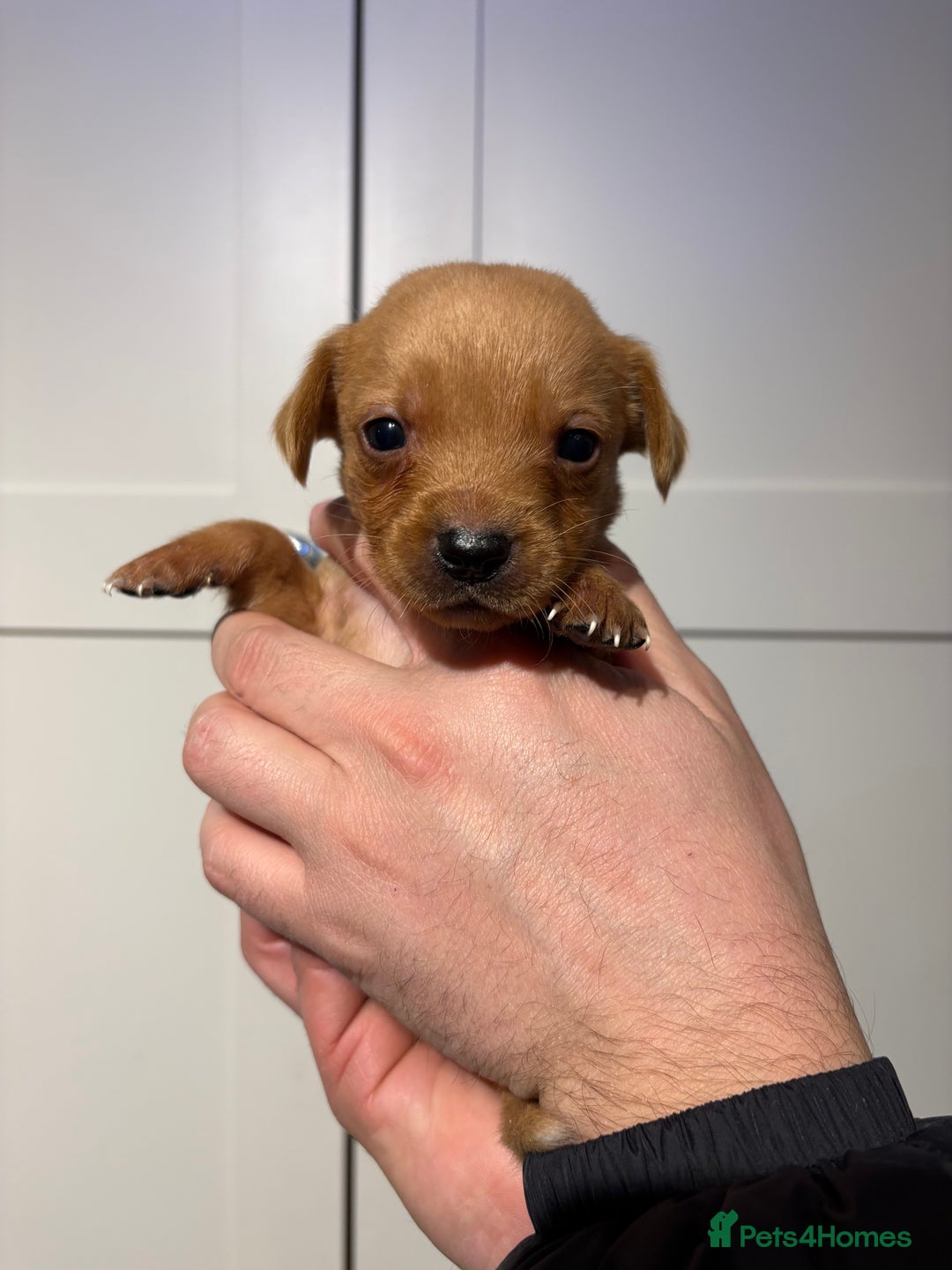 Springador dogs for sale: Labrador/Springador cross pups - Advert 25