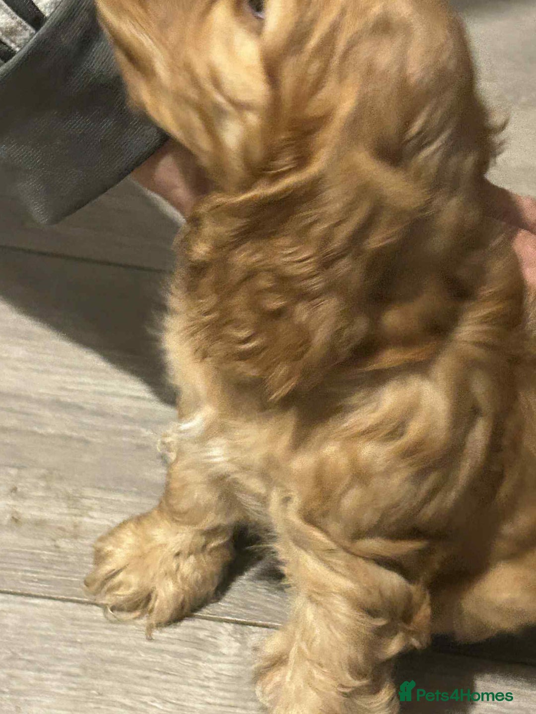 Cockapoo dogs for sale: 5 beautiful cockapoo's - Image 17