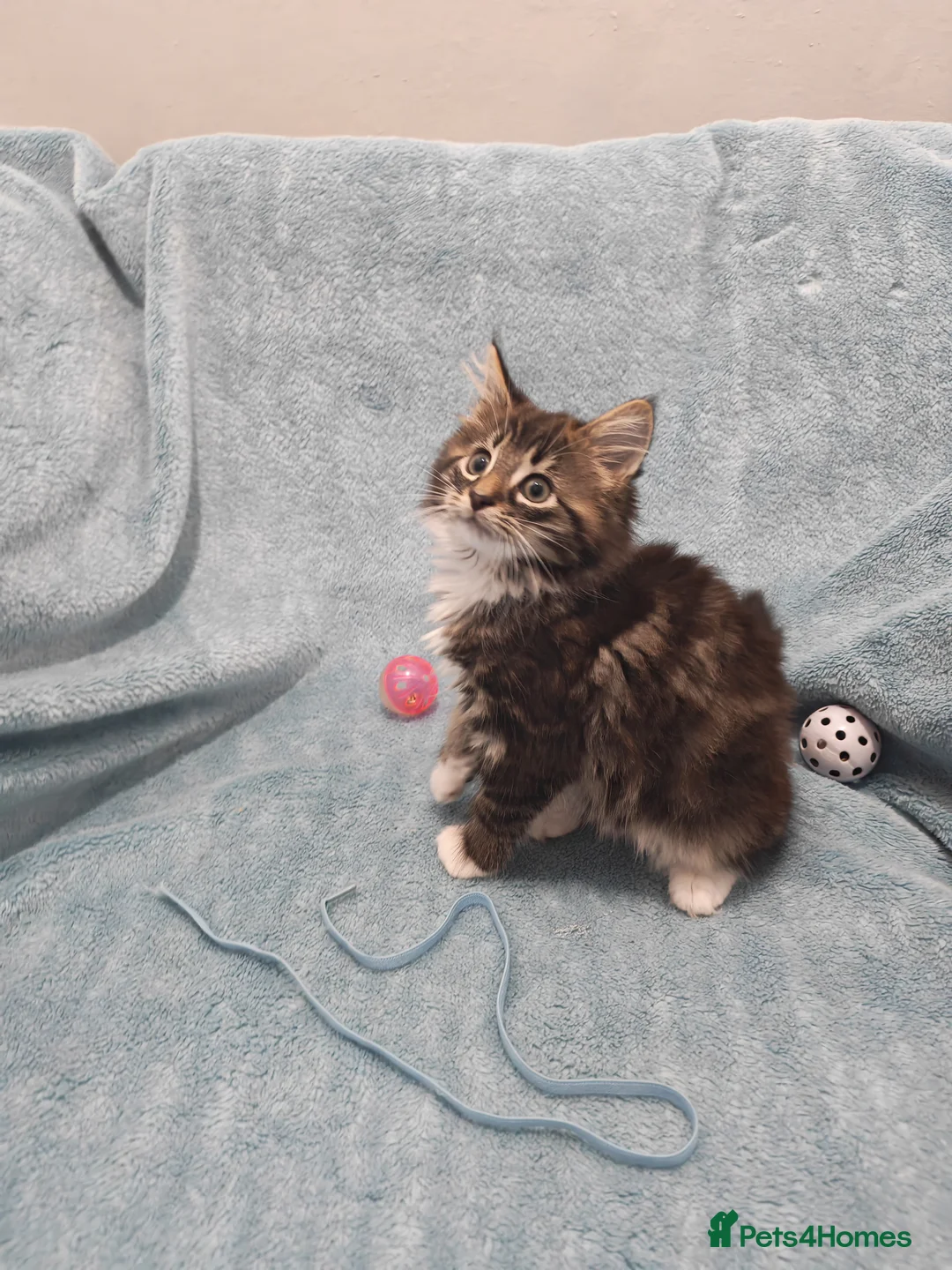 Mixed Breed cats for sale: Beautiful FLUFFY BOY Videos - Advert 8