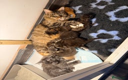 Maine Coon cats for sale: Ready for  22nd December - Advert 6