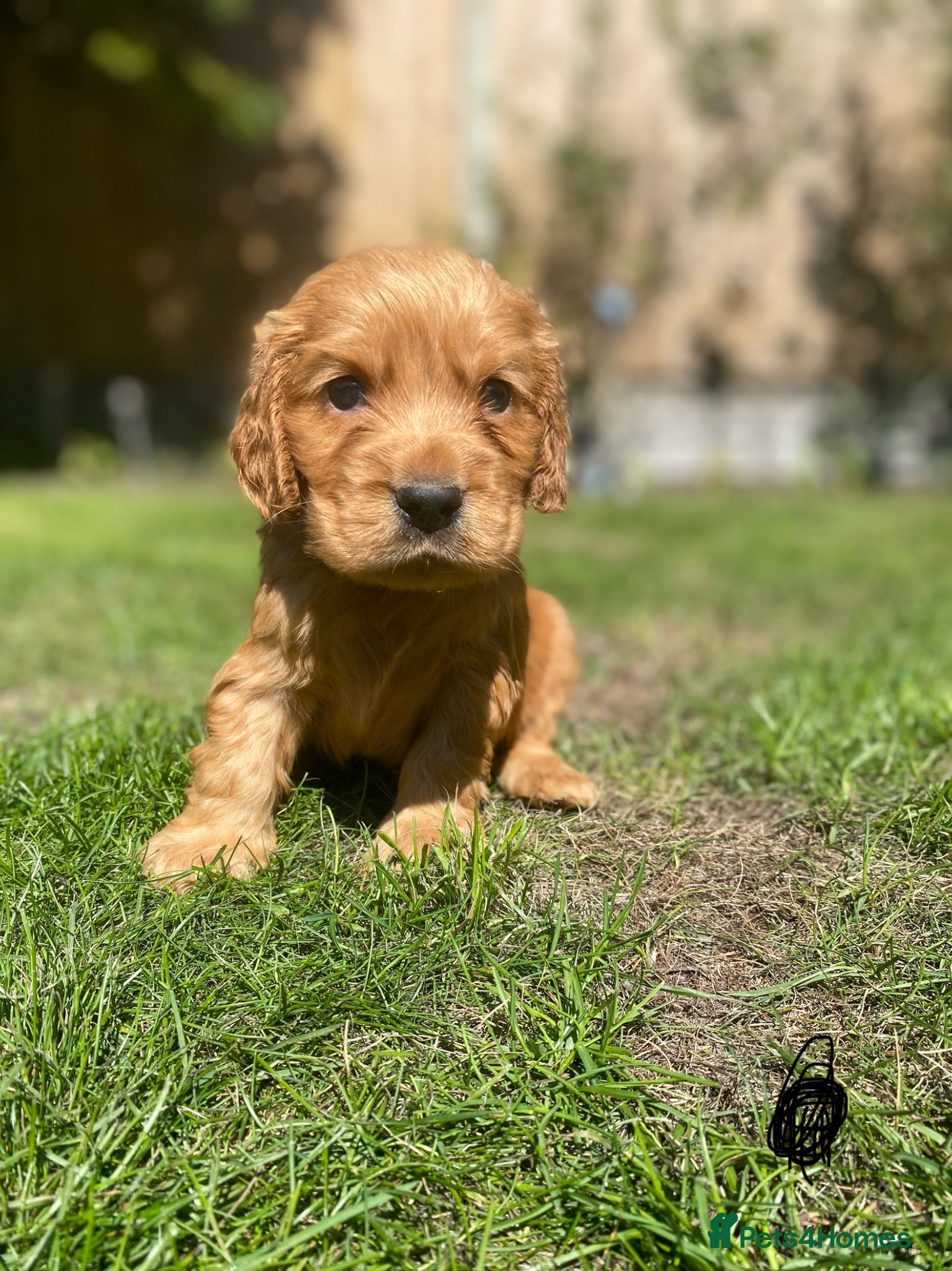 Cocker Spaniel dogs KC Reg Show Type Cocker Spaniel puppies - Advert 2