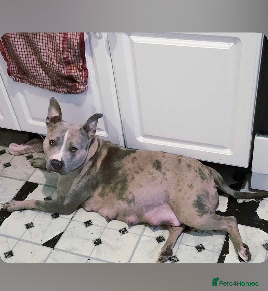 Mixed Breed dogs for sale: Sandy - Advert 22