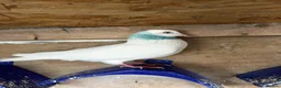 Pigeons birds for sale: Quality pigeons for sale  - Advert 13