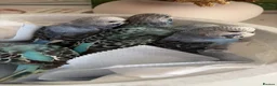 Budgerigars birds for sale: Baby budgies for sale  in Camberley - Advert 3