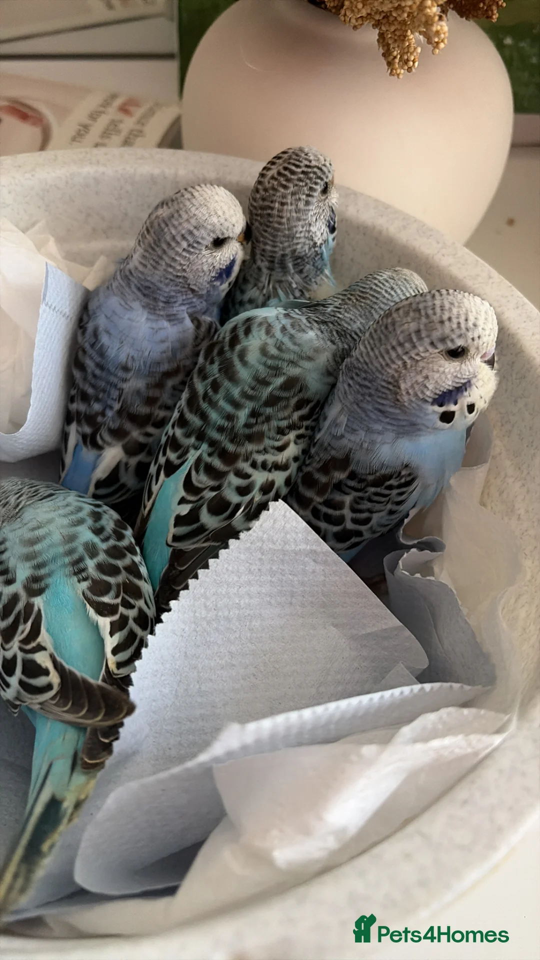 Budgerigars birds for sale: Baby budgies for sale  in Camberley - Advert 3