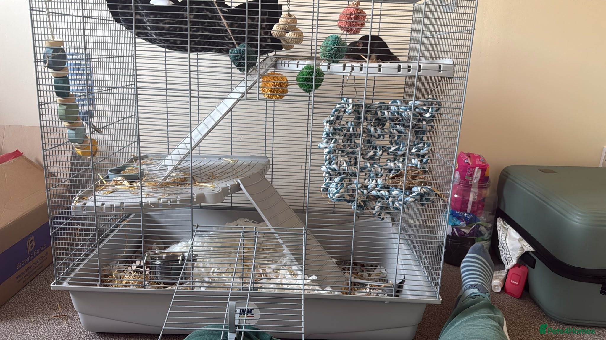 Rat rodents 1 dumbo and 1 fancy rat,cage, toys and 2 bags food - Advert 1