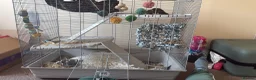 Rat rodents for sale: 1 dumbo and 1 fancy rat,cage, toys and 2 bags food - Advert 1