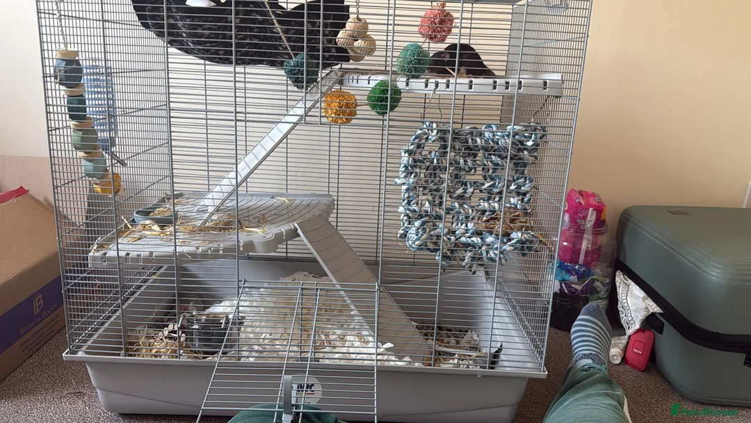 Rat rodents for sale: 1 dumbo and 1 fancy rat,cage, toys and 2 bags food - Advert 1