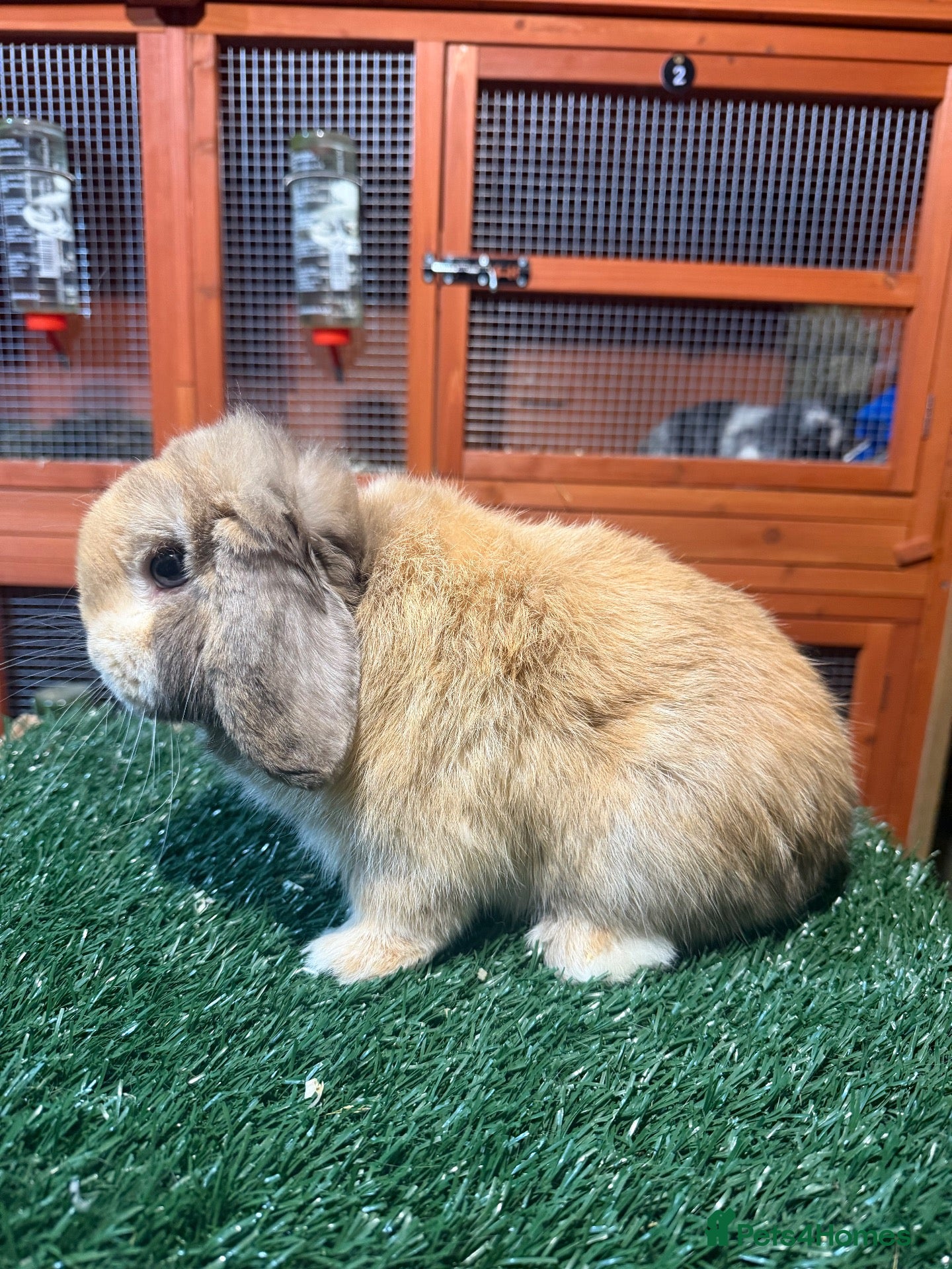 Mini Lop rabbits for sale: Pure breed mini lop buck  - Advert 1