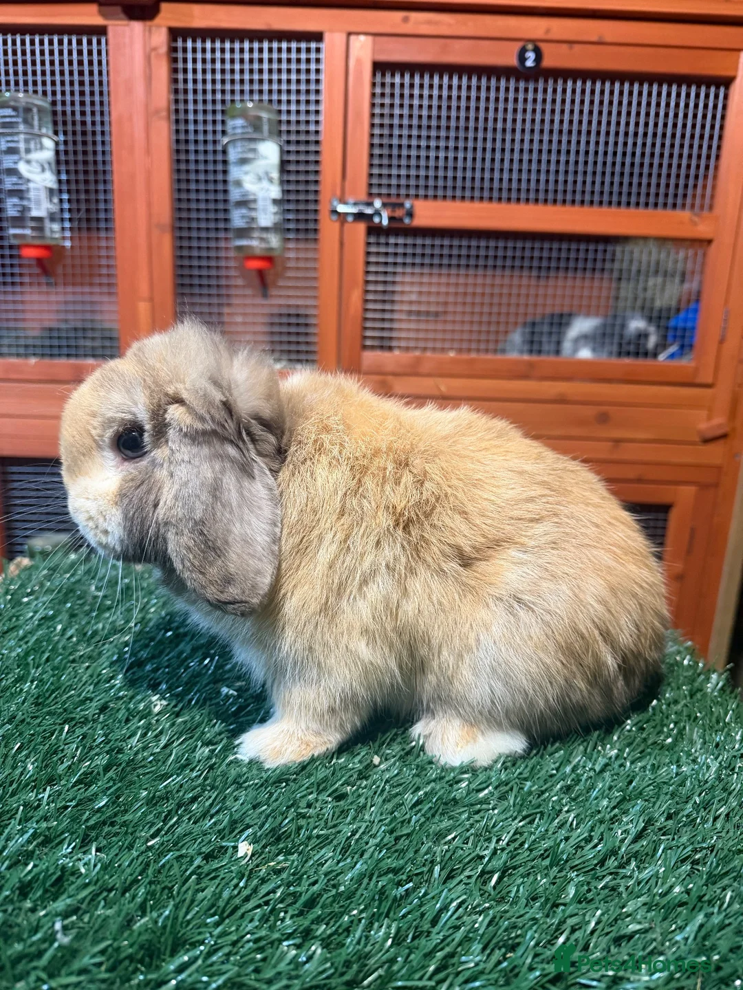 Mini Lop rabbits for sale: Pure breed mini lop buck  - Advert 1
