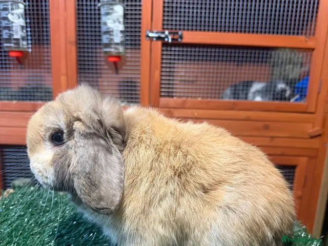 Mini Lop rabbits for sale: Pure breed mini lop buck - Advert 1