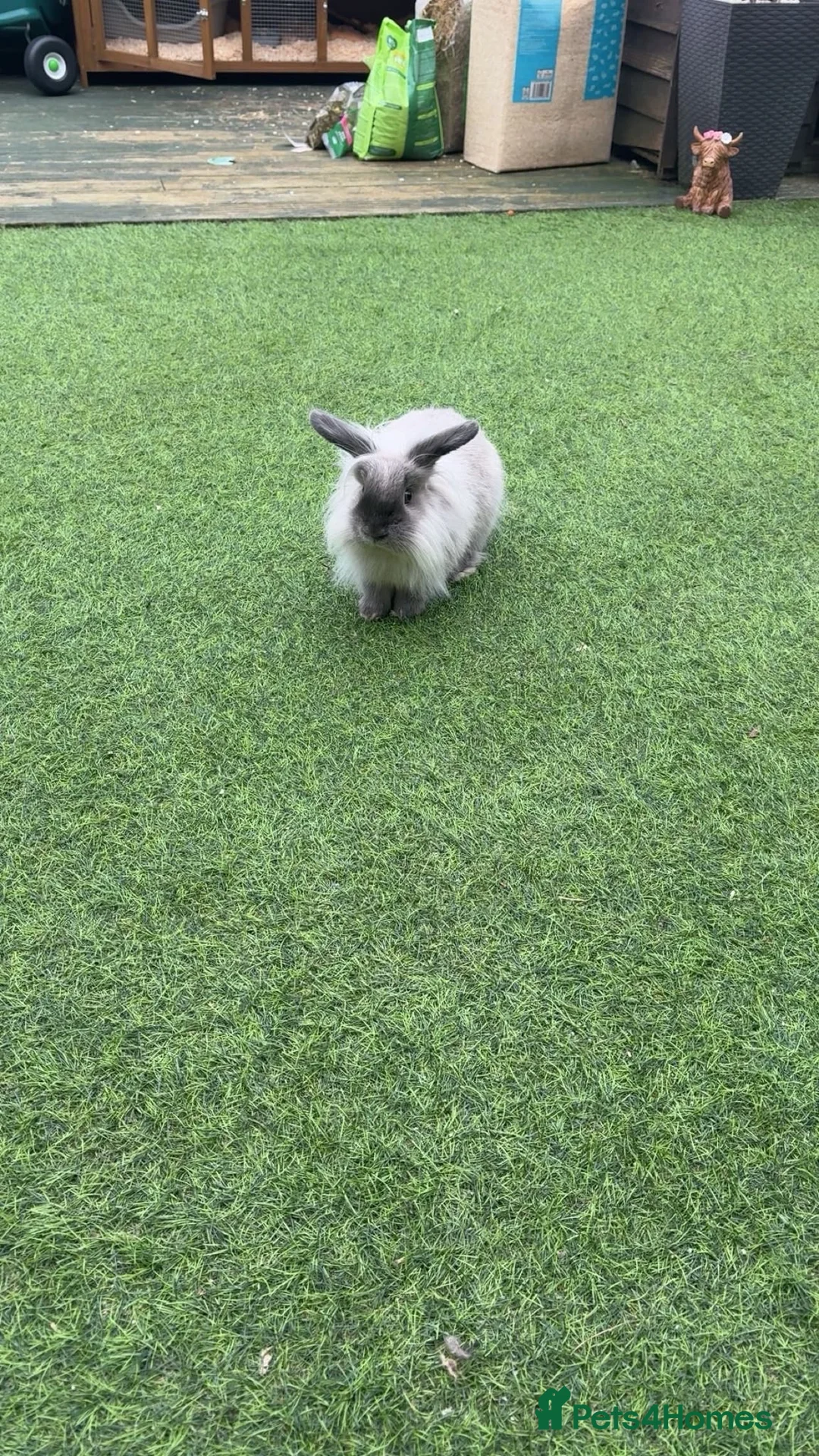 Lionhead rabbits for sale: Two brother lionheads - Advert 2