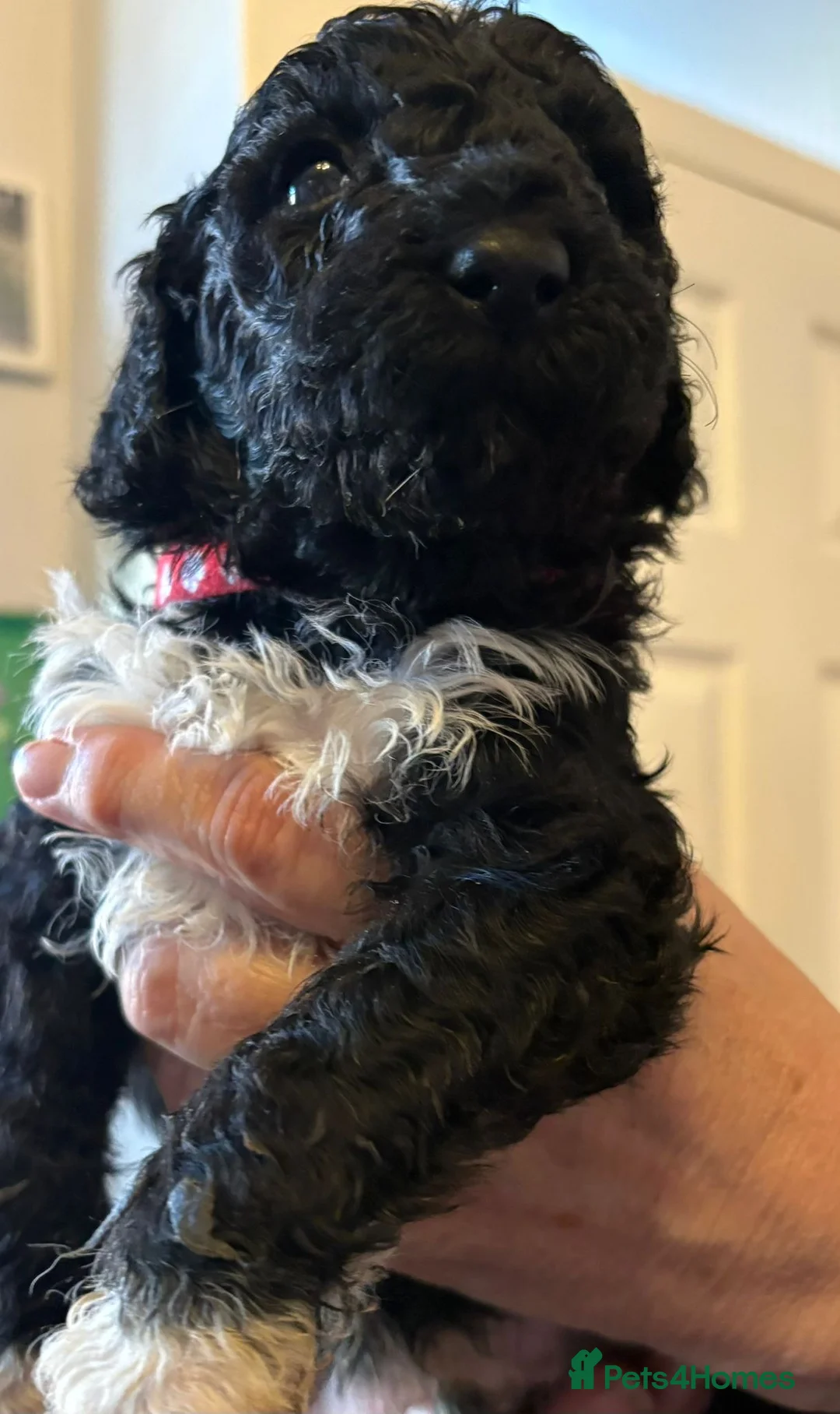 Standard Poodle dogs for sale: STUNNING standard poodles  - Advert 6