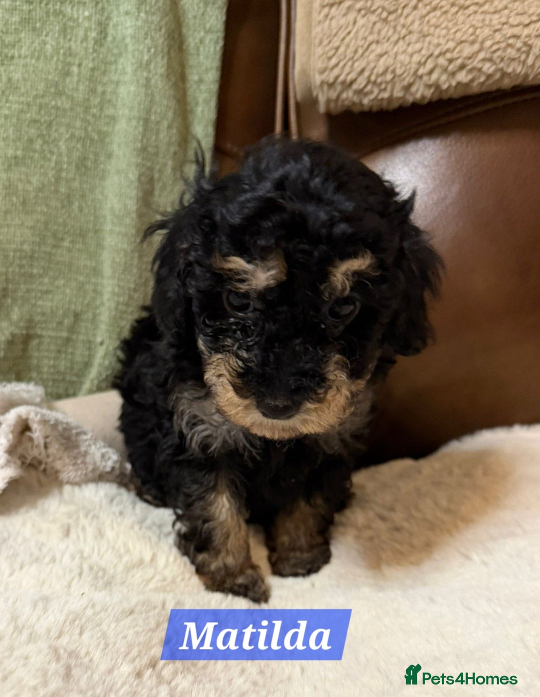 Maltipoo dogs for sale: Multipoo - Advert 31