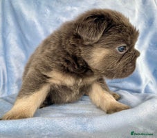 French Bulldog dogs - Advert 13