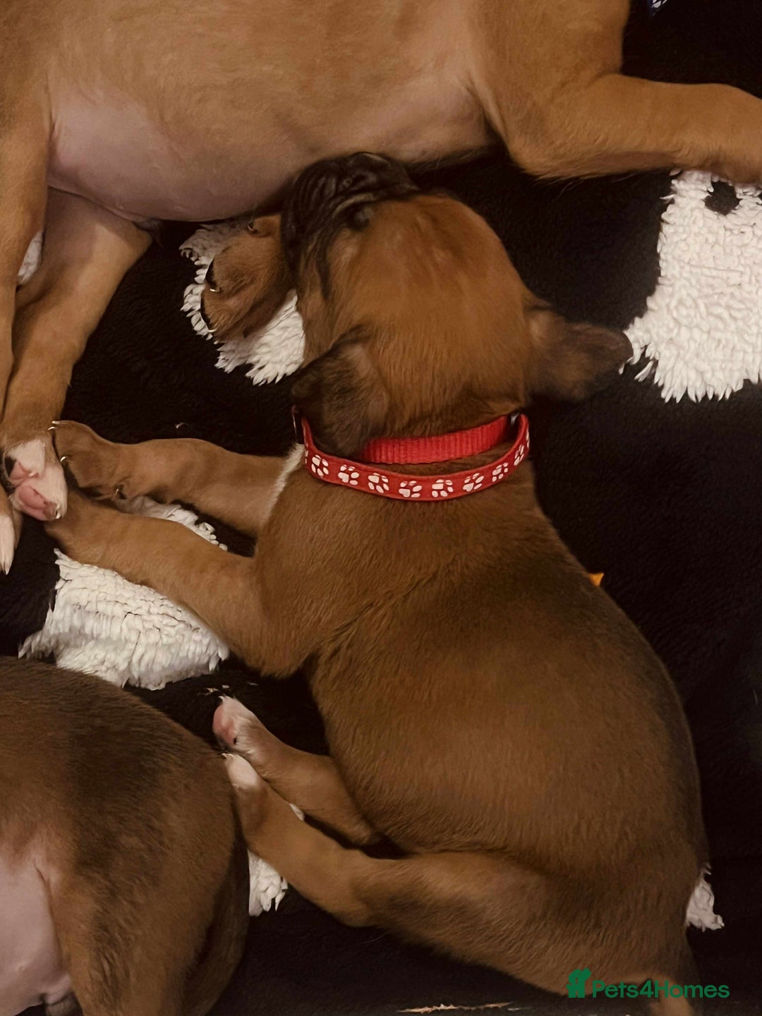 Boxer dogs for sale: Gorgeous litter of red and white boxers.  - Image 19