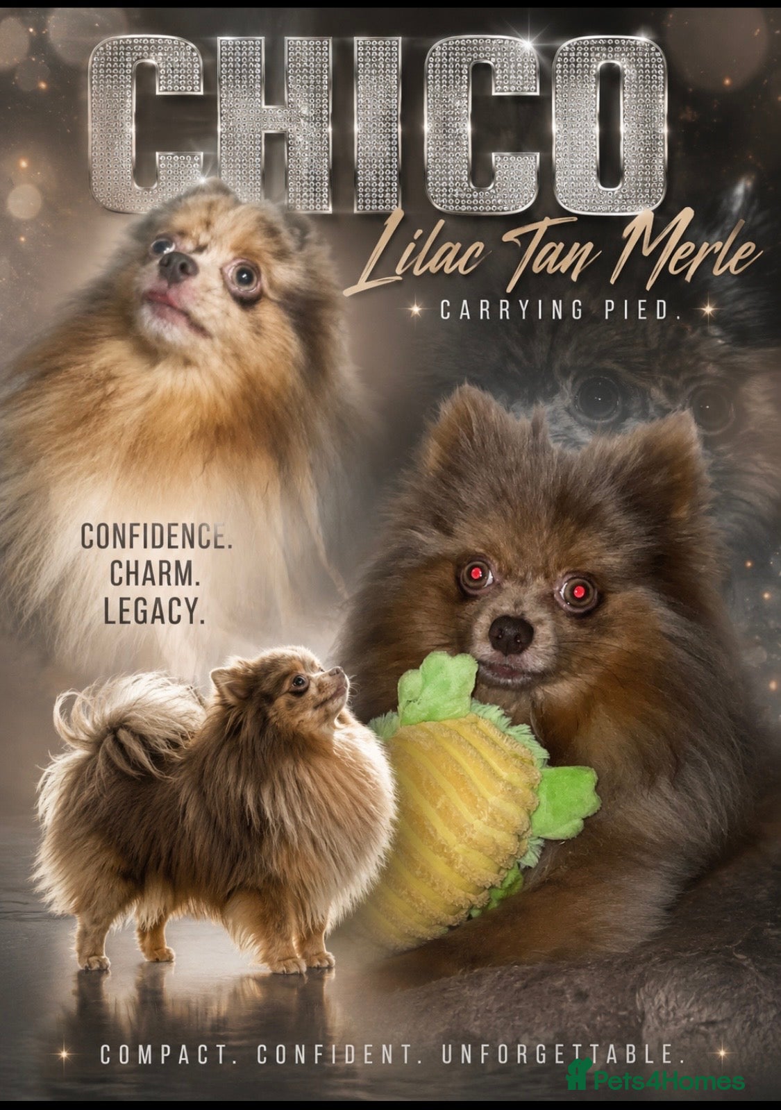 Pomeranian dogs Our beautiful mini pom stud Chico  - Advert 19