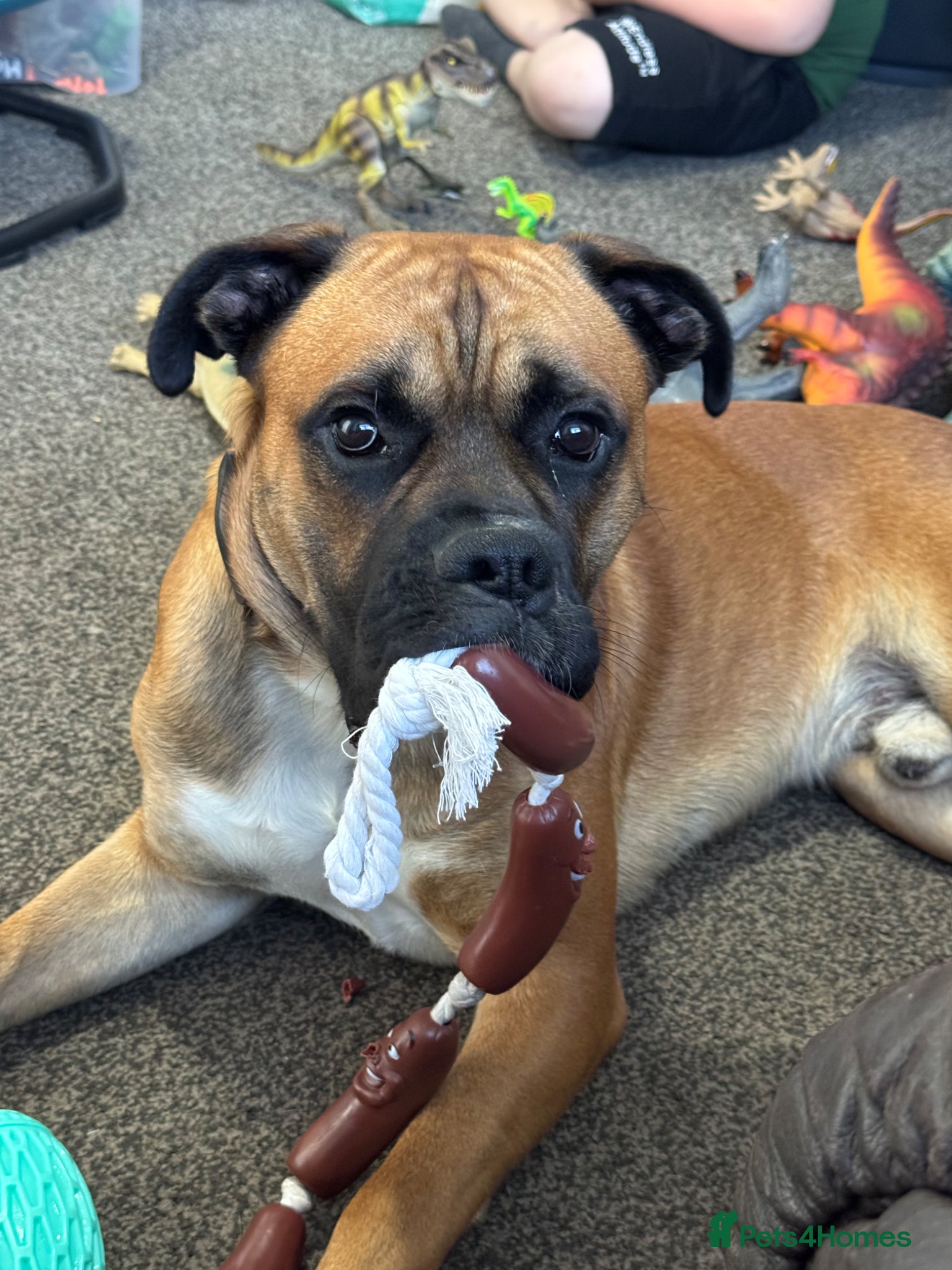 Mixed Breed dogs Gentle Giant Needing Active and Loving Family - Advert 2