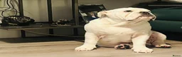 English Bulldog dogs for sale: Stunning male pup  - Advert 3