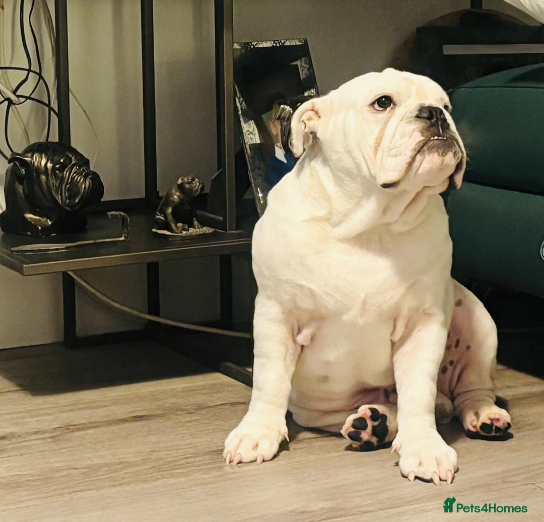 English Bulldog dogs for sale: Stunning male pup  - Advert 3