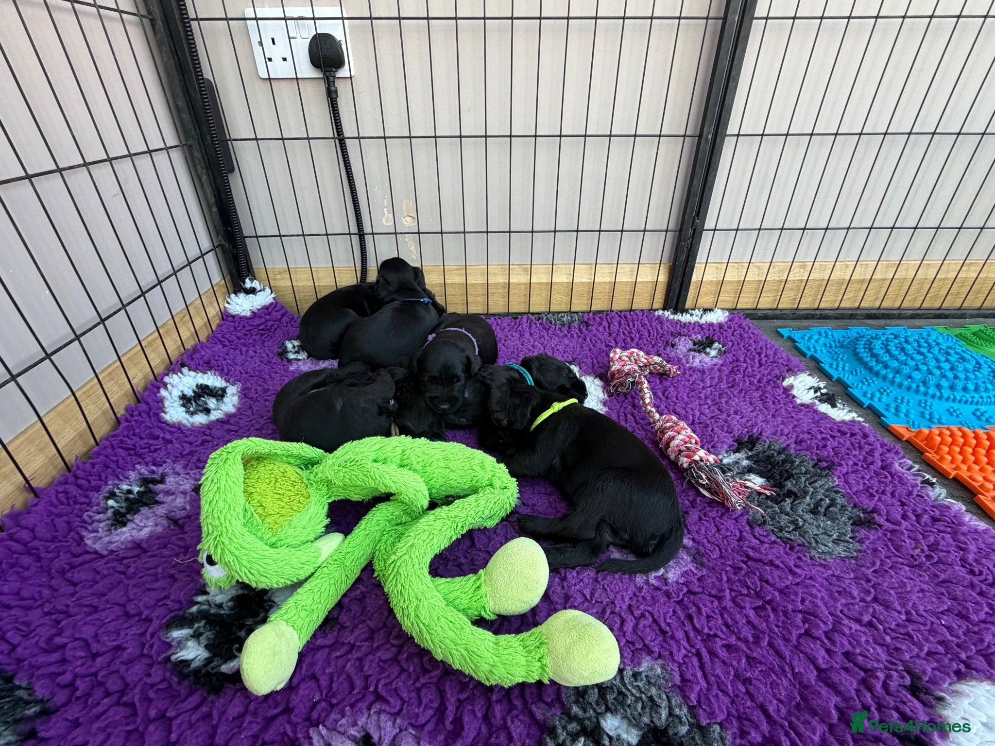 Miniature Schnauzer dogs 1 stunning black boy still available  - Advert 2