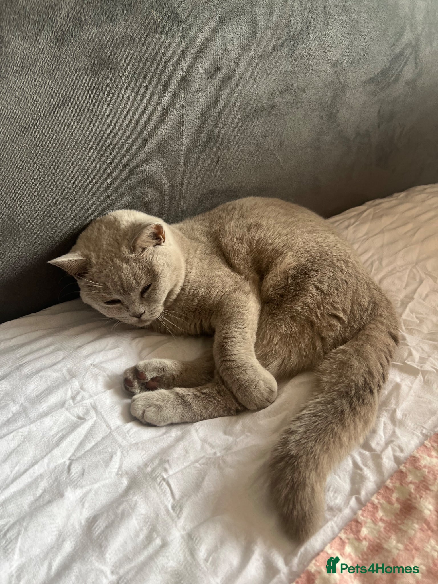 British Shorthair cats for sale: Rare fawn colour female British short hair kitten - Advert 3