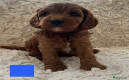 Cockapoo dogs for sale: A Beautiful litter of cockapoos  - Image 7