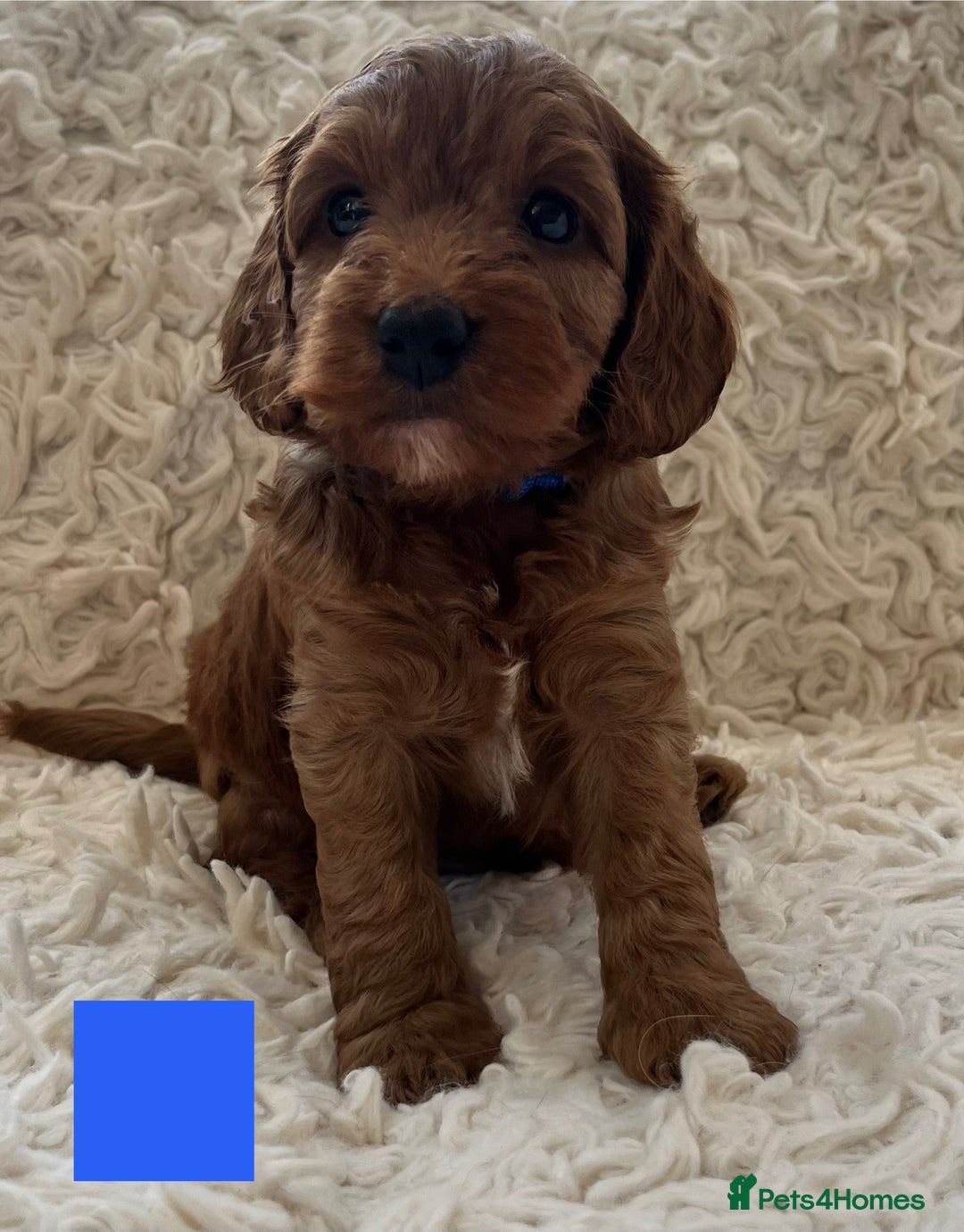 Cockapoo dogs for sale: A Beautiful litter of cockapoos  - Image 7