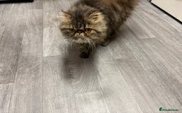 Persian cats for sale:  Persian female tabby Persian 2Y 6M  - Image 2