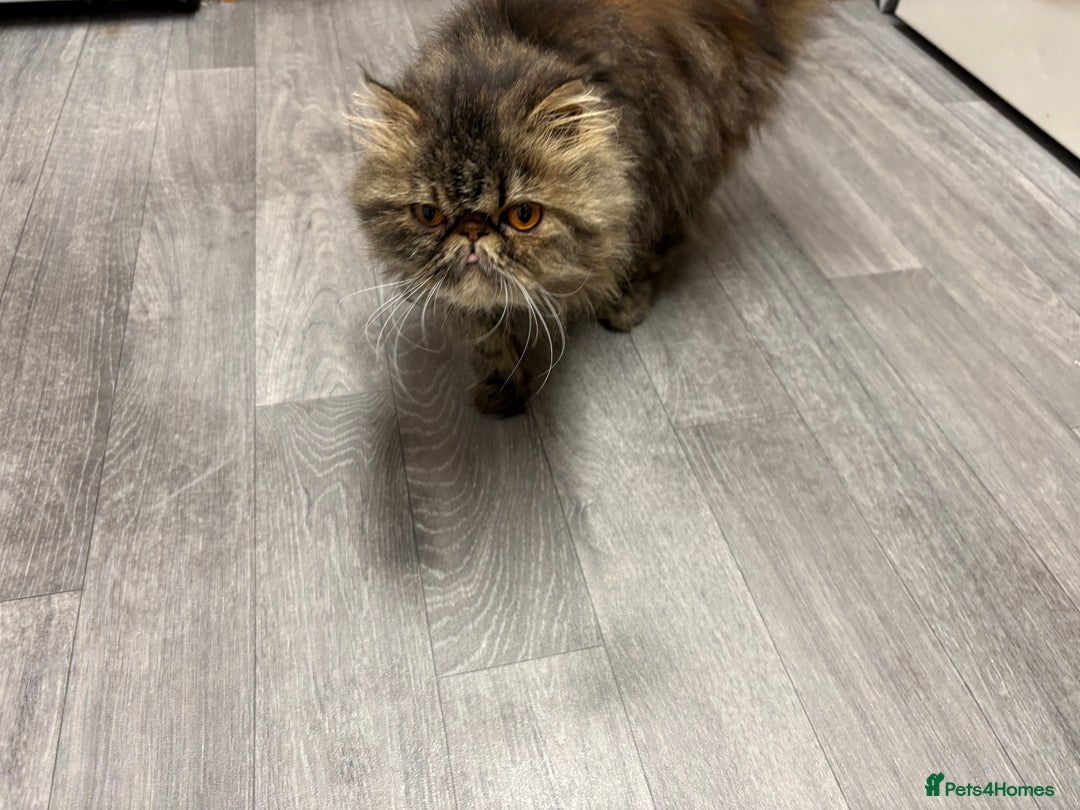 Persian cats for sale:  Persian female tabby Persian 2Y 6M  - Image 2