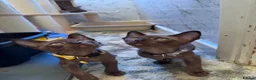 Burmese cats for sale: Burmese Kittens For Sale - Advert 16